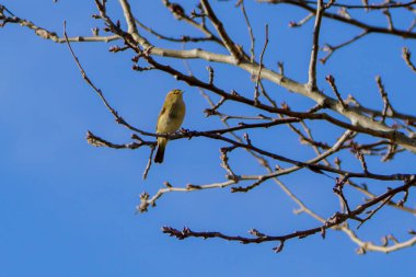 Yeşil orman dalına tünemiş küçük kuş.