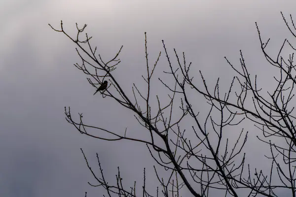 Mały Ptak Siedzący Gałęzi Zielonego Lasu — Zdjęcie stockowe