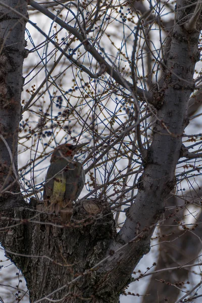 Yeşil orman dalına tünemiş küçük kuş.