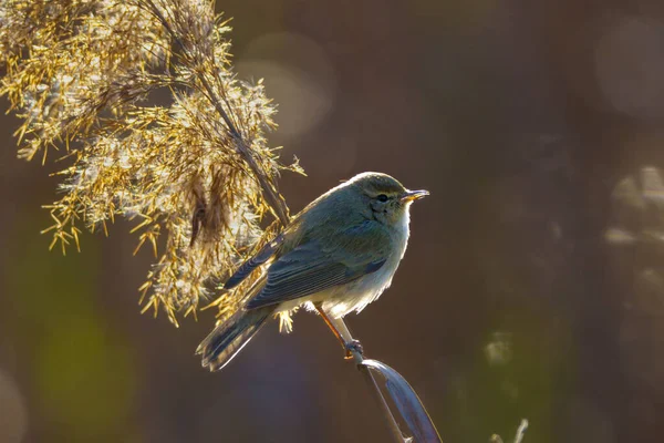 Petit Oiseau Perché Sur Une Branche Forêt Verte — Photo