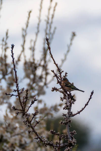 Mały Ptak Siedzący Gałęzi Zielonego Lasu — Zdjęcie stockowe