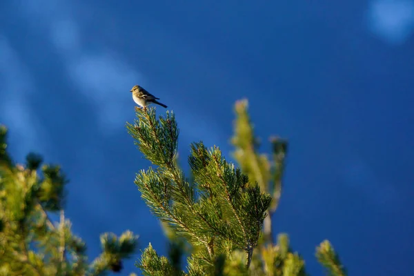 Petit Oiseau Perché Sur Une Branche Forêt Verte — Photo