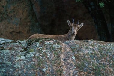 Dağdaki granit kayaların yanında boynuzları olan geyik profili.