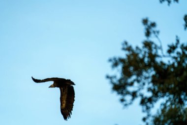 Griffon Akbaba yırtıcı kuş orman ağaçlarının yakınında gökyüzünde süzülüyor.