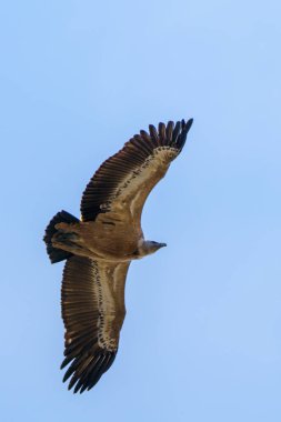 Mavi gökyüzünde uçan Griffon akbabası