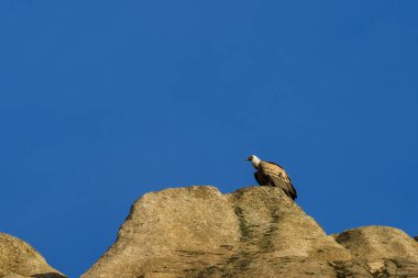 Griffon Akbabaları yanında ağaçlar olan granit bir kayanın üzerine yuva yapar.