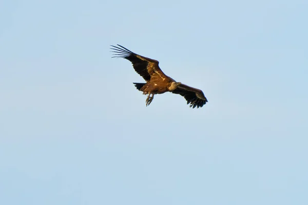 Grifone Avvoltoio Rapace Che Vola Nel Cielo — Foto Stock
