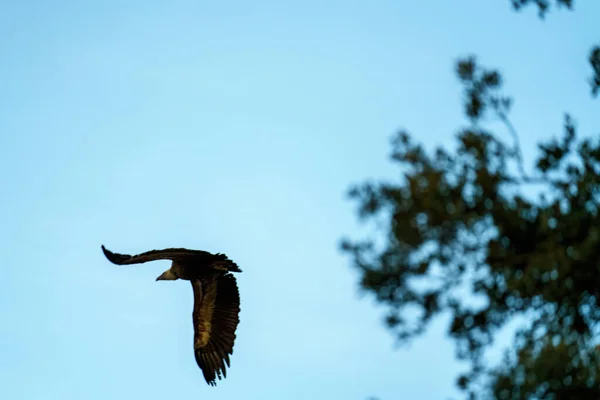 Griffon Vulture bird of prey soaring in the sky near forest trees