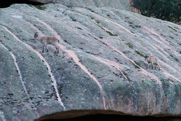 Mountain Goat Large Granite Rock Mountains — Stock Photo, Image