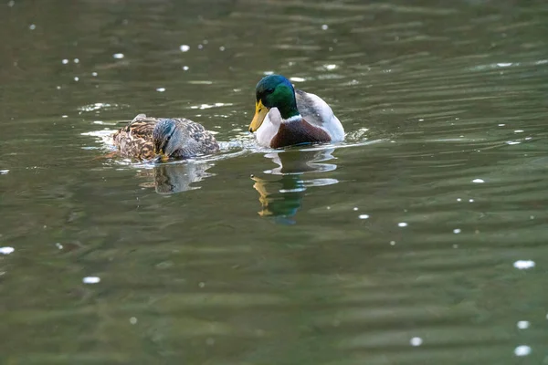 Couple Ducks Water Dipping Its Head Look Food — Stock Photo, Image