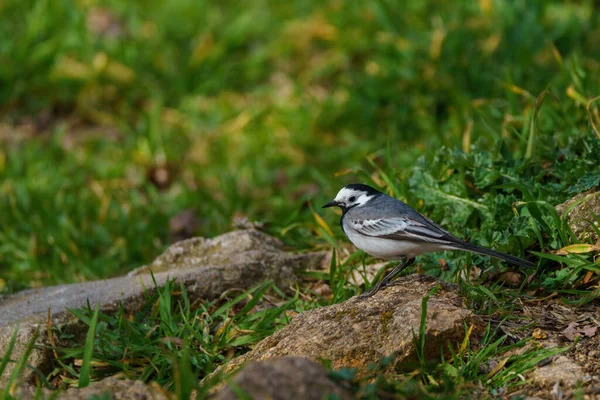 Pequeño Pájaro Caminando Sobre Piedras Hierba Bosque — Foto de Stock