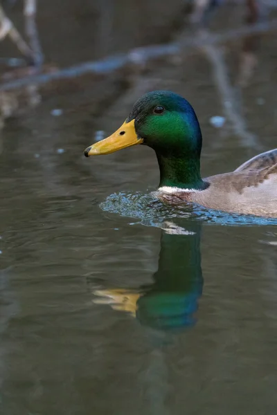 Duck Swimming Water River — Stock Photo, Image