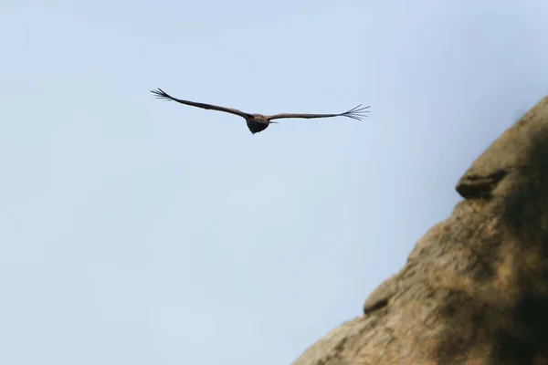 Avvoltoio Grifone Che Vola Nel Cielo Blu — Foto Stock