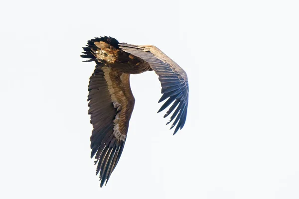 Griffon Gier Vliegend Door Blauwe Lucht — Stockfoto