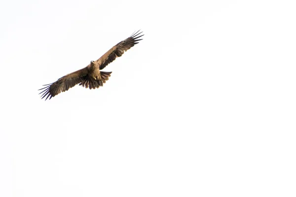 Griffon Vulture Flying White Sky — Stock Photo, Image