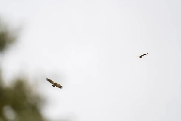 하늘에 가까이 날아오는 마리의 제비갈매기 — 스톡 사진