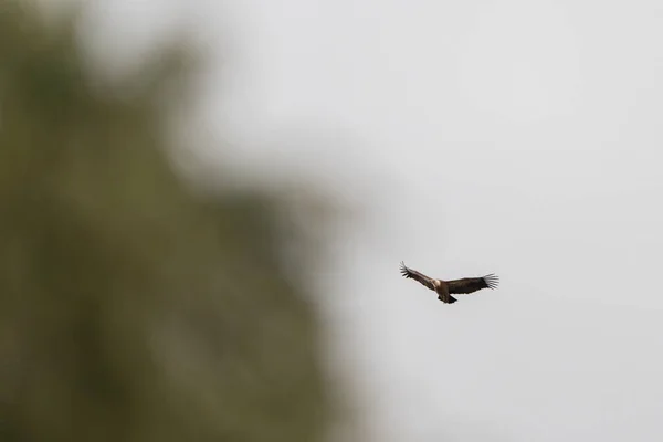 Griffon Supi Létající Blízko Stromů Bílém Nebi — Stock fotografie