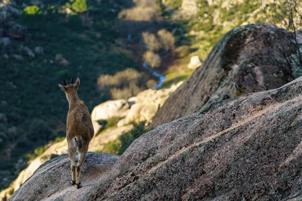 Deer Rock Overlooking Valley Full Trees River — Stock Photo, Image