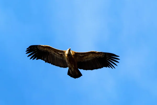 Griffon Vulture Flying Blue Sky — Stock Photo, Image