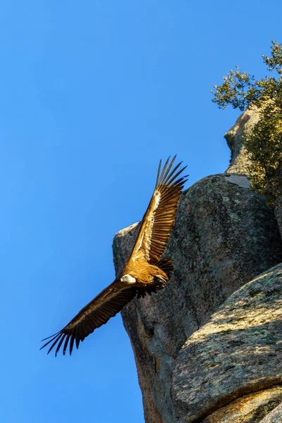 Pair Vultures Nest Rocky Outcrop One Them Flying Tree Background — Stock Photo, Image