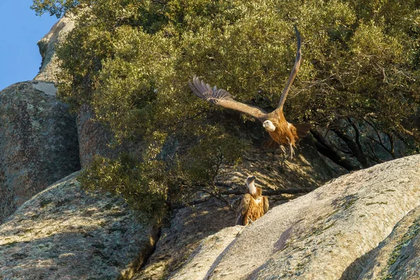 Par Abutres Ninho Afloramento Rochoso Deles Voando Com Uma Árvore — Fotografia de Stock
