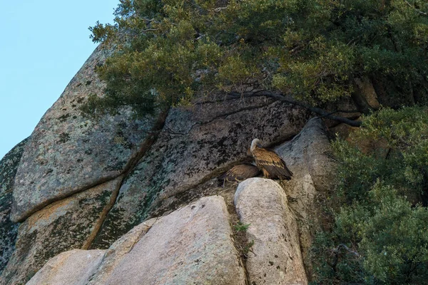 Griffon Vultures Nest Granite Rock Trees Next — Stock Photo, Image