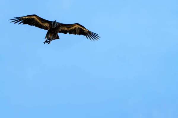 Griffon Vulture bird of prey soaring in the sky