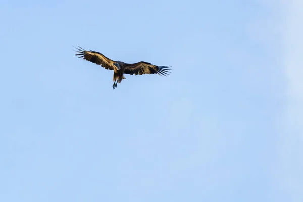 Griffon Vulture bird of prey soaring in the sky