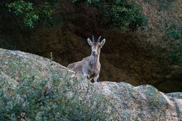 Cervo Profilo Vicino Alla Roccia Granitica Montagna Con Piccole Corna — Foto Stock