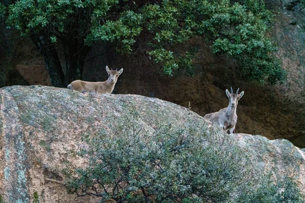 Pair Deer Profile Granite Rock Mountain Small Antlers — Stock Photo, Image