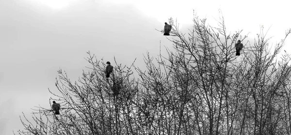 空を見る枝の鳥 — ストック写真