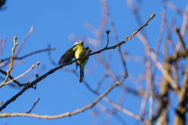 Parlak kuş sonbaharda yapraksız dala tünedi.