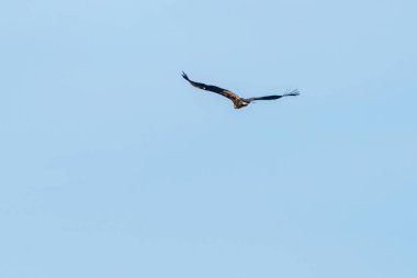 Mavi gökyüzünde uçan Raptor