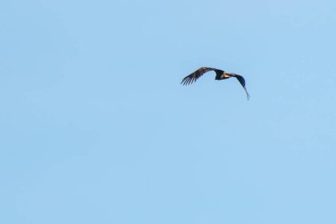 Mavi gökyüzünde uçan Raptor