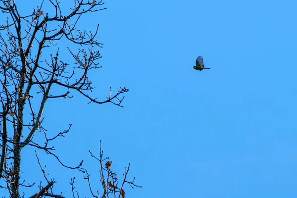 하늘을 배경으로 잎없는 나무를 날아가는 — 스톡 사진