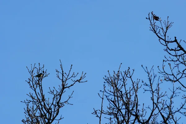Ptáci Stromech Pozadí Modré Oblohy — Stock fotografie