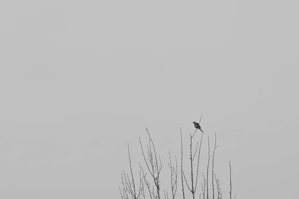 Ptaki Drzewach Tle Błękitnego Nieba — Zdjęcie stockowe