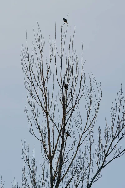 Πουλιά Στα Δέντρα Στο Φόντο Του Γαλάζιου Ουρανού — Φωτογραφία Αρχείου