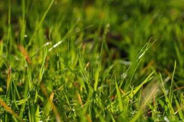 Ön planda uzun yeşil çimenler, arka planda bulanıklık ve ilkbaharda güneş ışınları