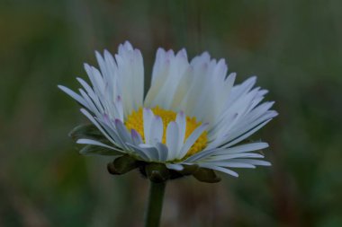 Baharda ön planda dallar ve arka planda yeşil yapraklarla Daisy.