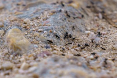 Karınca yuvasının yakınındaki yerde karınca yuvası var.