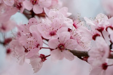Badem ağacının dalları beyaz çiçekler ve ilkbaharda siyah yapraklarla çiçek açar.