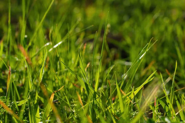 Long Green Grass Foreground Background Blur Sun Rays Springtime — Stock Photo, Image