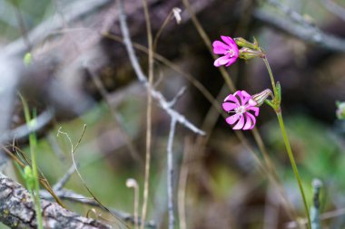 Baharda mavi çiçekli duvar kağıdı ve odak dışı arkaplan