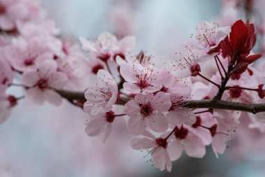 Badem ağacının dalları beyaz çiçekler ve ilkbaharda siyah yapraklarla çiçek açar.