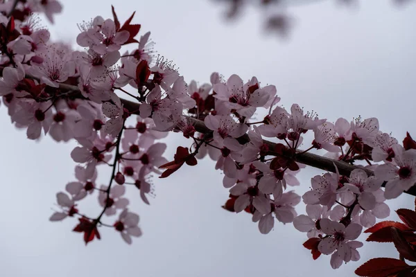 Badem ağacının dalları beyaz çiçekler ve ilkbaharda siyah yapraklarla çiçek açar.