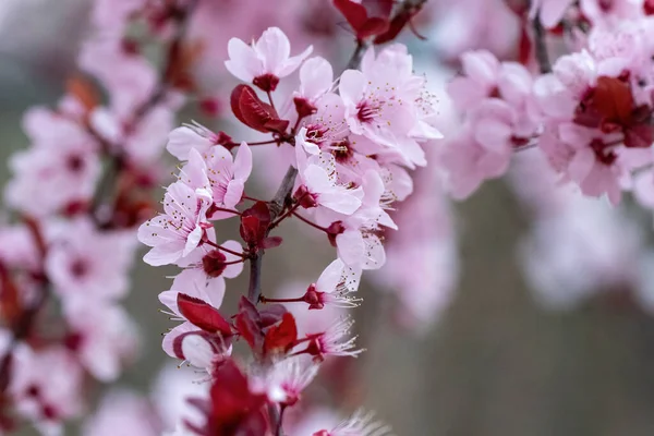 stock image Branches of the almond tree in blossom with white flowers and black leaves in spring