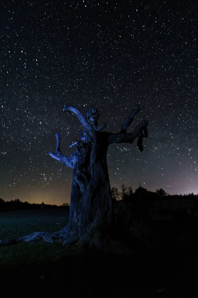 Night Long Exposure Photography Stars Background Foreground Leafless Tree — Stock Photo, Image