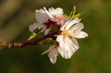 Badem ağacı dalları beyaz çiçekler ve ilkbaharda odaklanmamış arkaplan