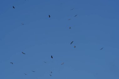 Kuşlar ve akbabalar sürüler halinde mavi gökyüzünde uçuyorlar.